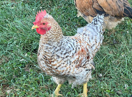 Cream Legbar Cockerell