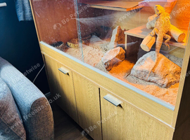 Bearded Dragon with full set up