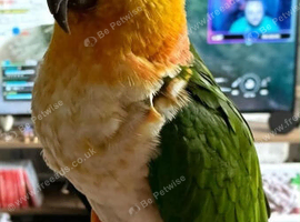 Black-headed Caique - Kevin
