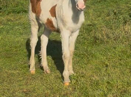 Tonto very sweet 6 month old colt foal to make 14hh