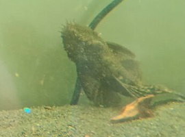 Variety of fish