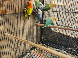 Turquoise opaline lovebirds for sale