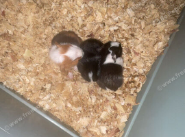 3 baby guinea pigs needing forever homes.
