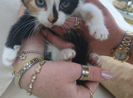 One little calico girl left