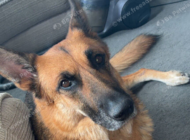 Dog for sale