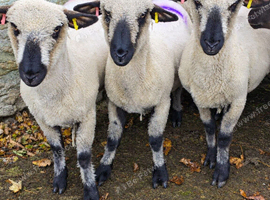 Hampshire down ewes and gimmer lambs