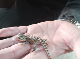 Babies bearded dragons