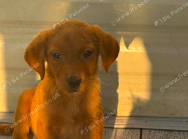 Beautiful red fox labrador girl