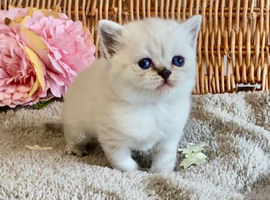 ABSOULETLY BEAUTIFUL PURE BRED BSH TEDDY BEARS