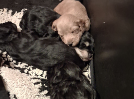 I have 4 Beautiful Cockerpoo x Poodle puppies