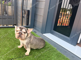 Beautiful French Bulldog Puppies &ndash; Healthy, Well Socialised & Ready Soon