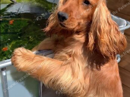 Show cocker spaniel