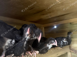 Cockerels and hens for sale