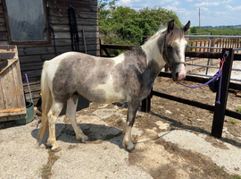 For Sale &ndash; 2-Year-Old Part-Bred New Forest Pony