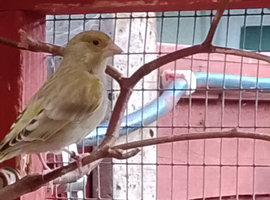Greenfinches