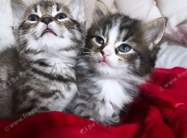 2 female kittens looking for their forever homes .