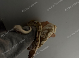 Male royal python