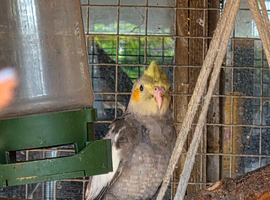 Baby cockatiel