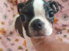 1 little Boston terrier boys