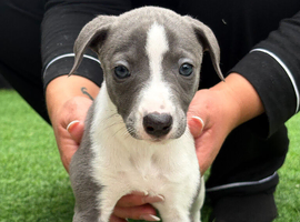 Whippet Puppies