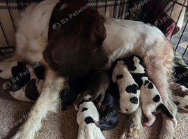 Sprocker Puppies