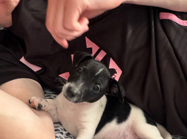 1 male and 1 female jack russell pups
