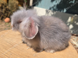 Teddywidders  last ones ready now