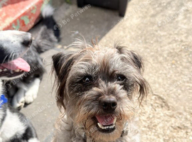 4 year old Patterdale x toy poodle Nel
