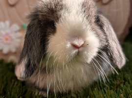 Mini lop