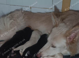 Three girl German shepherd puppies