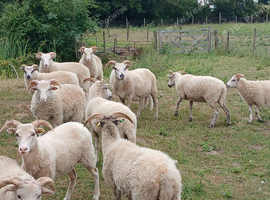 jacobx ewes  and lambs for sale