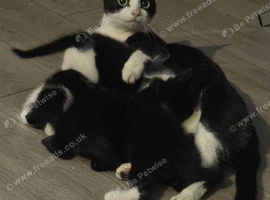 Kittens