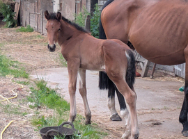 Bay Colt Foal