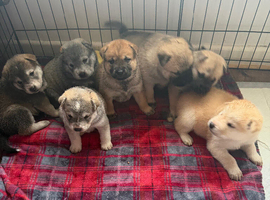 Malamute/sharpei puppies