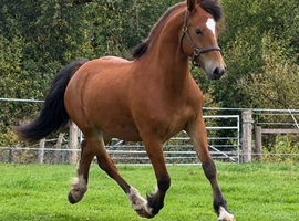Gorgeous Thorneyside Welsh D Gelding 4yrs!