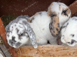 Ready to leave mini lop boy