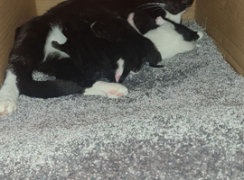 Beautiful fluffy kittens 3 months old