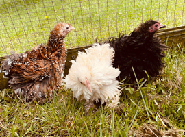 Pekin girls with frizzle feathers