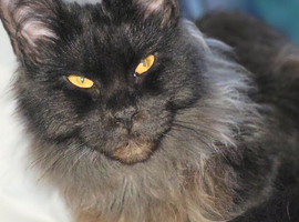 Two female mainecoons