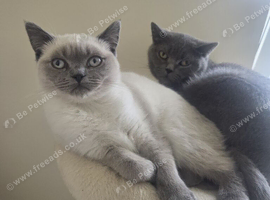 British-shorthair cross ragdoll kitten
