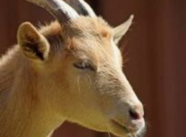Looking for free goats to rehome