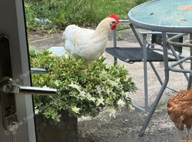 Hybrid Chickens