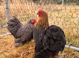 Point of Lay Pekin Bantams