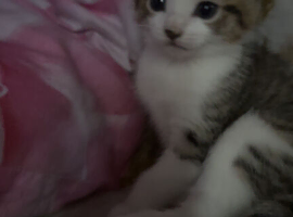 Kittens for sale