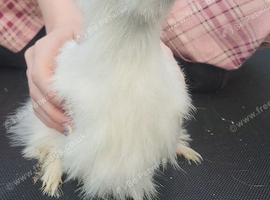 Silkie believed to be a cockeral