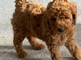 Poodle
