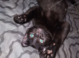 Two male kittens.