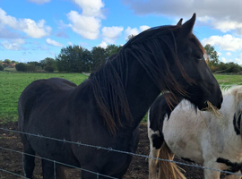 Fell Gelding for sale