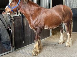 Gypsy cob