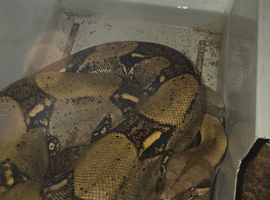 Male Boa Constrictor